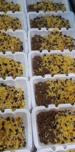 فوم دوپرسی 